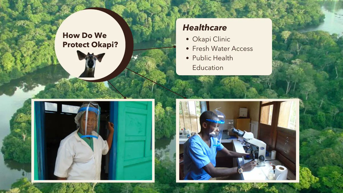 Healthcare initiatives encompass freshwater access, public health campaigns, and accessible care to local and indigenous communities. Supporting essential needs forms lasting bonds that pave the way for supportive partnerships in fostering conservation action.  #okapi