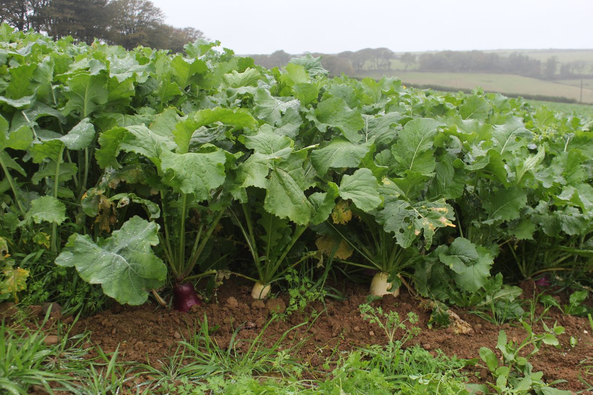 emlynevan's tweet photo. Field 1. July sown drought stressed forage field has recovered well after getting adequate moisture but the September sown Gowrie patch of swedes won't come to much ! ๐๐#schoolboyerror #foragecrop https://t.co/gX9xbhanJu