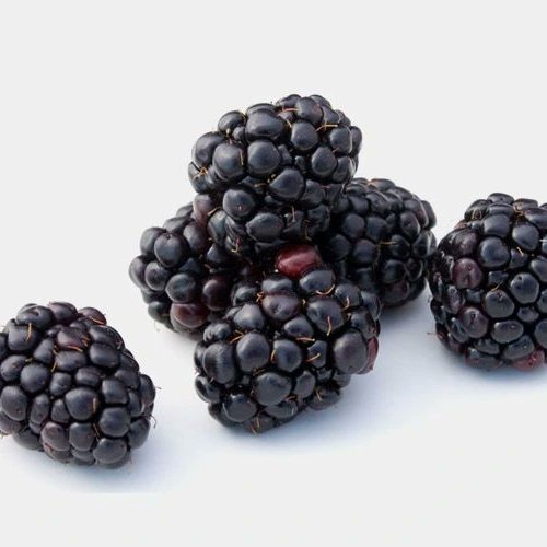 ergunkaptan03's tweet photo. Blue Berry/Böğürtlen/Ahududu/Çilek/Üzüm meyvelerinin üretimi pazarlanması çok yakında Kanal3 üreticinin sesi programında...
#üreticininsesi @kanal3tv #blueberry https://t.co/Z4ZTXrmPr6