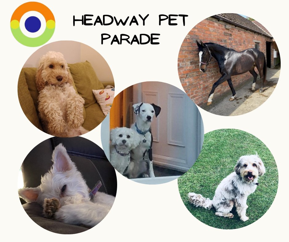 It's World Animal Day
Today is the feast of Francis of Assis, the patron saint of animals.
We often have dogs in the centre, and they are a popular addition to the team.
Animals can be beneficial for our mental health and wellbeing.
Show us your furry friends in the comments.