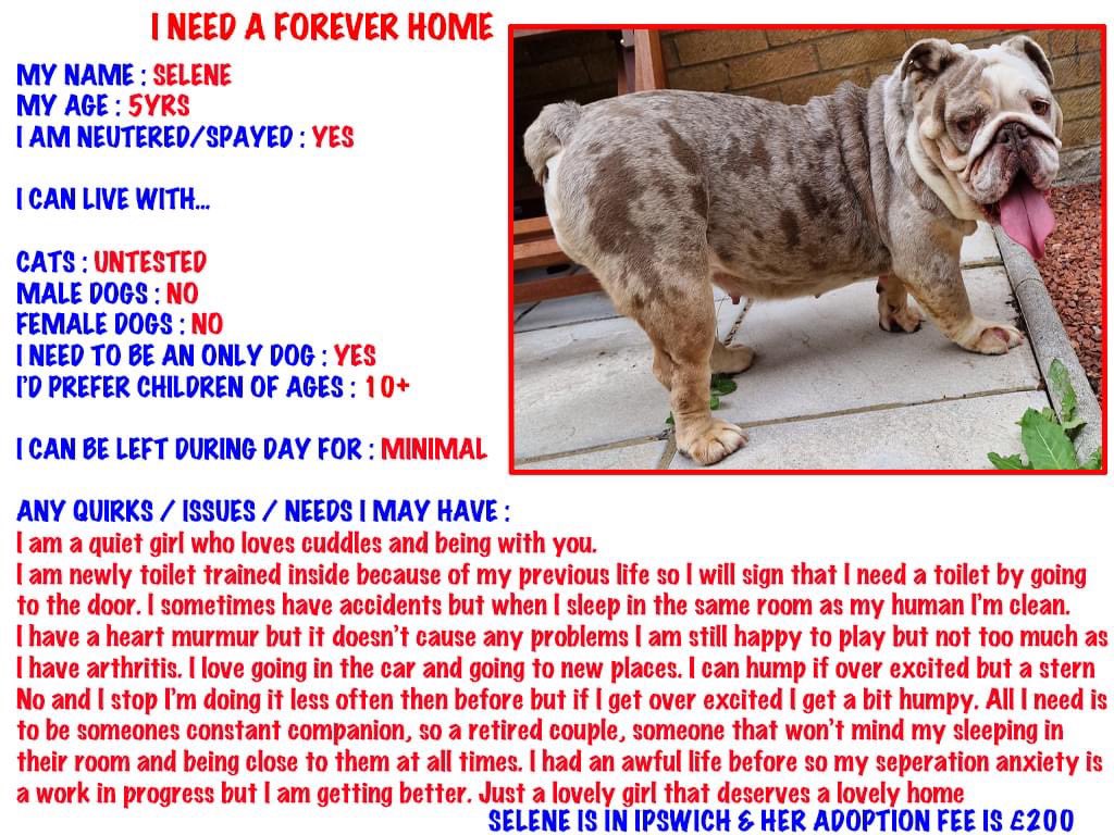 EdwardsFriend's tweet photo. Adoption post βΌοΈ Selene os looking for her forever home. Adopt a #Bulldog #AdoptDontShop #TheEdwardFoundation #Ipswich https://t.co/t7m9wzmw7Z