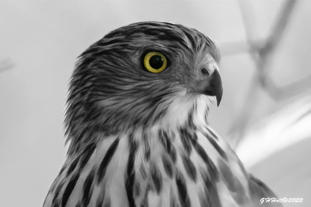 Rainy day Photoshop fun, young Red-shouldered Hawk.
#TwitterNatureCommunity #NaturePhotography #naturelovers #birding #birdphotography #wildlifephotography #RedShoulderedHawk #raptors #Photoshop #selectivecolor