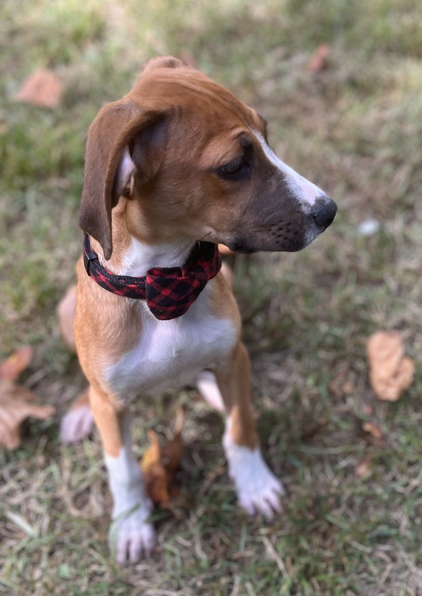 ApolloLovesFun's tweet image. Frens, will you please follow my Brudder, @meatball_pup? If for no other reason, he has already mastered the look away model pose. Lub him! 😂🐶❤️🐶 #puppylove #dogsoftwitter #hound #rescuepup #lovemypup