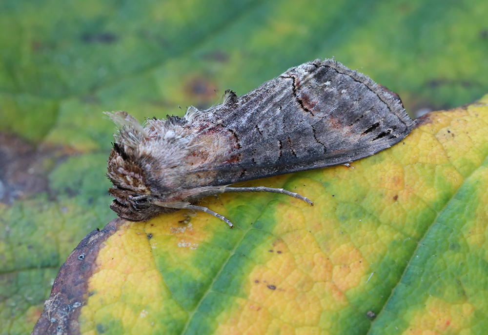 130 moths of 29 sp in Highworth last night. Highlights - Nephopterix angustella, C. perspectalis (Box-tree Moth), 2 Turnip Moth, Sallow, 3 Deep Brown Dart, Rosy Rustic, Blair's Shoulder-knot, Dark Spectacle. Most numerous - 32 Large Yellow Underwing, 14 Setaceous Hebrew Character