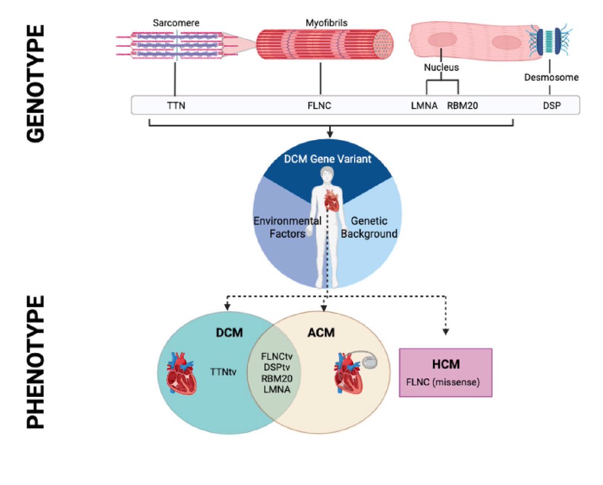 🔵Emerging Genotype–Phenotype Associations in Dilated Cardiomyopathy #CardioEd #Cardiotwitter #Cardiology @vnparikh @ChiakaAribeana @VoiceOfDrJoyce