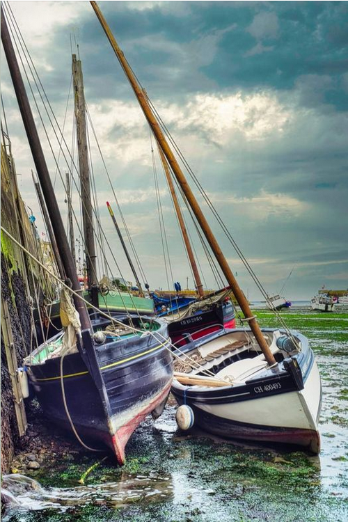 ReffuveilleS's tweet image. BONNE SOIREE A TOUS🐈🐈‍⬛🐈🌹💐🌻🌸🌼🌺🌹