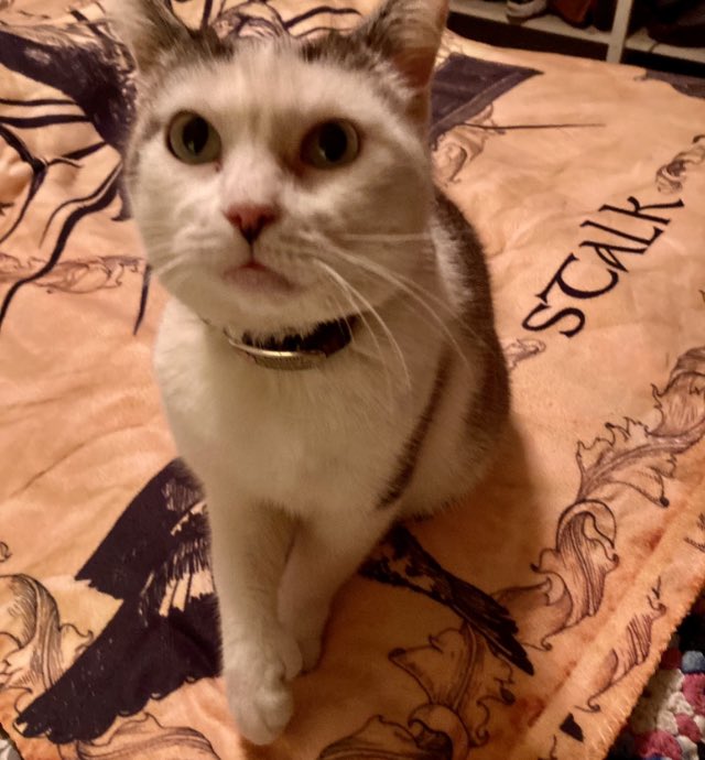 FELINEORACLE1's tweet photo. This is the Oracle Cotton, AKA Mrs Murdermittens, AKA the Punishment Pooper. #yourfamiliarisspeaking #moochtheoracle #CatsofTwittter #witchesoftwitter https://t.co/Wi6dra0TA2