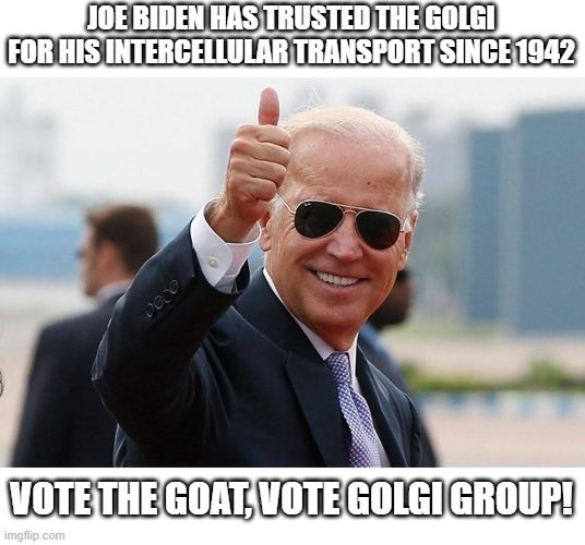 golgigroup22's tweet photo. @JoeBiden has trusted the Golgi for his intercellular transport since 1942!! Vote for the GOAT, Vote for the Golgi Group! #golgigetsitdone #EukaryaElection2022 https://t.co/r3pIMFPaEz