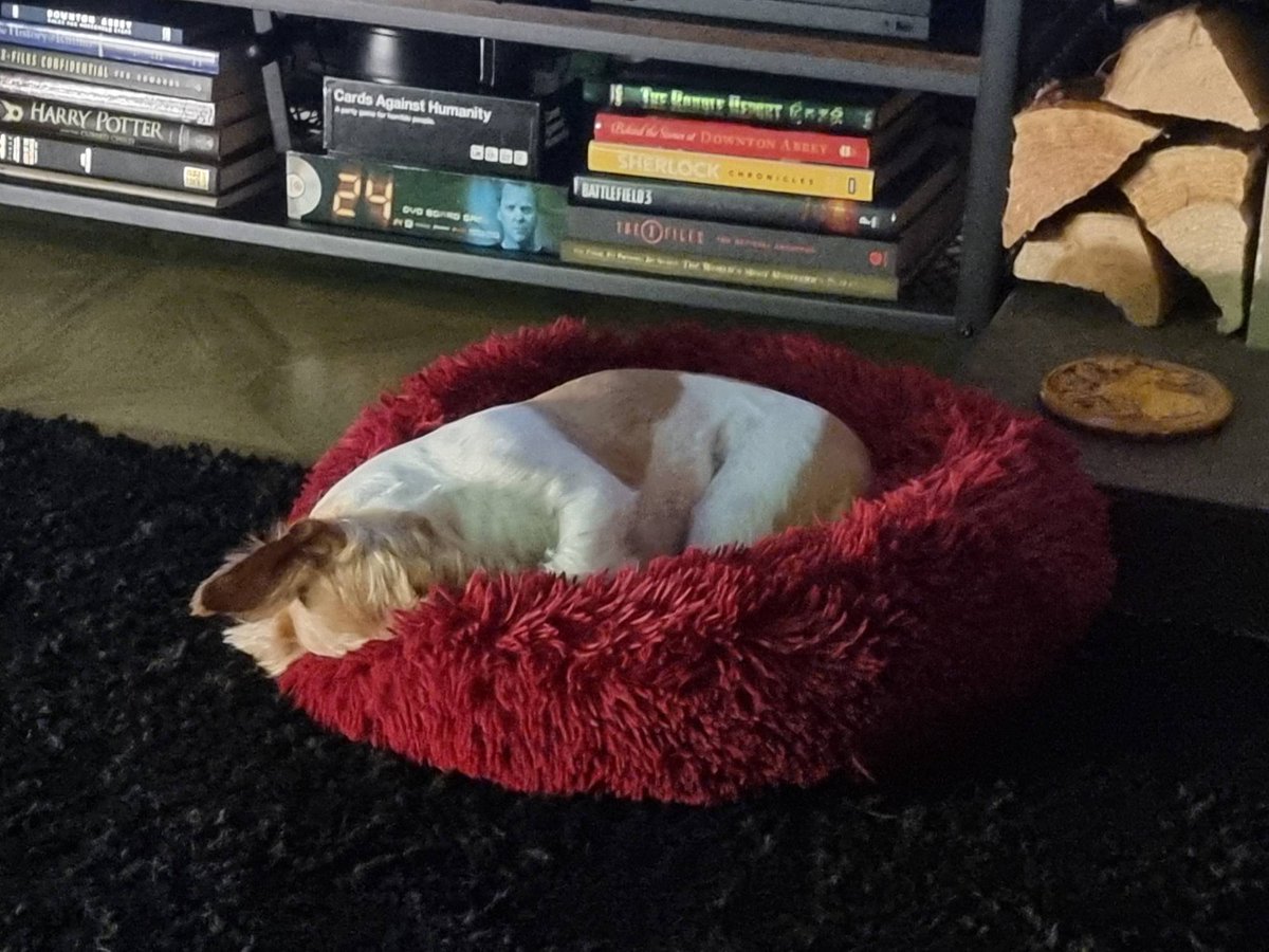 MillieandGriff's tweet image. One ear always open #guarddog #notsomuch