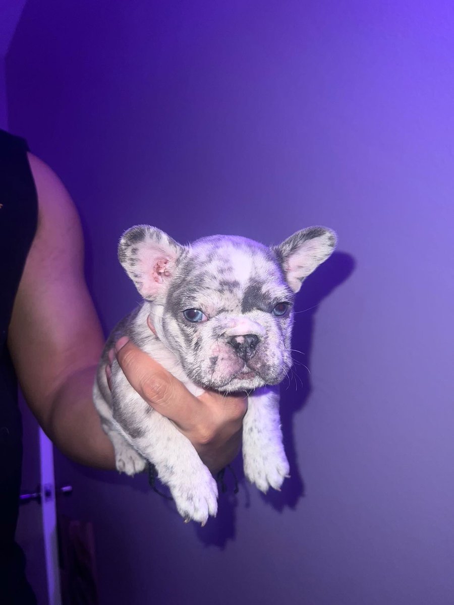 michaelbjr8's tweet photo. MICRO MERLE MALE FRENCHIE AVAILABLE!! LOOKIN AMAZING! GREAT BLOODLINE, PAPERWORK INCLUDED. @mafiabullyzz on IG
RTRT
#microfrenchie #frenchie #frenchielover #frenchbulldog #puppylove #frenchieforsale https://t.co/xYetsmocrA