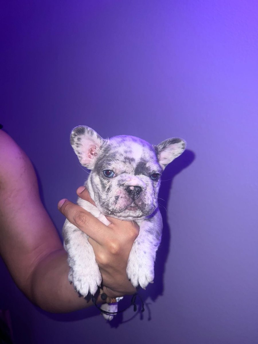 michaelbjr8's tweet photo. MICRO MERLE MALE FRENCHIE AVAILABLE!! LOOKIN AMAZING! GREAT BLOODLINE, PAPERWORK INCLUDED. @mafiabullyzz on IG
RTRT
#microfrenchie #frenchie #frenchielover #frenchbulldog #puppylove #frenchieforsale https://t.co/xYetsmocrA