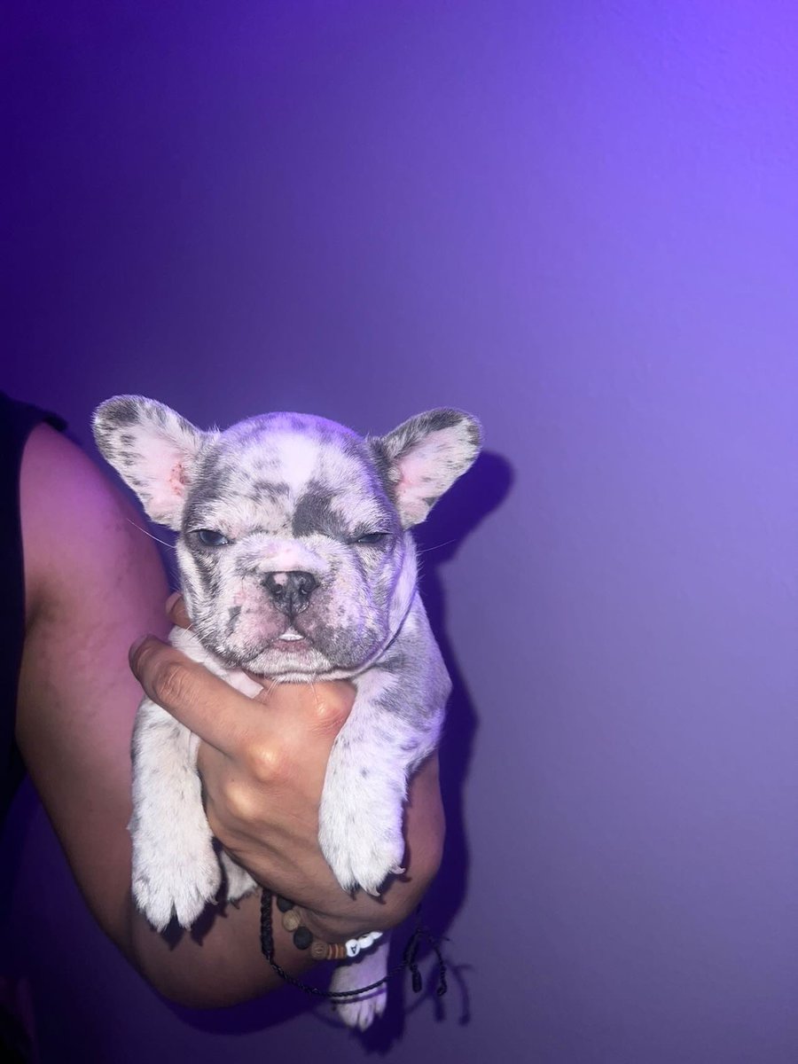 michaelbjr8's tweet photo. MICRO MERLE MALE FRENCHIE AVAILABLE!! LOOKIN AMAZING! GREAT BLOODLINE, PAPERWORK INCLUDED. @mafiabullyzz on IG
RTRT
#microfrenchie #frenchie #frenchielover #frenchbulldog #puppylove #frenchieforsale https://t.co/xYetsmocrA