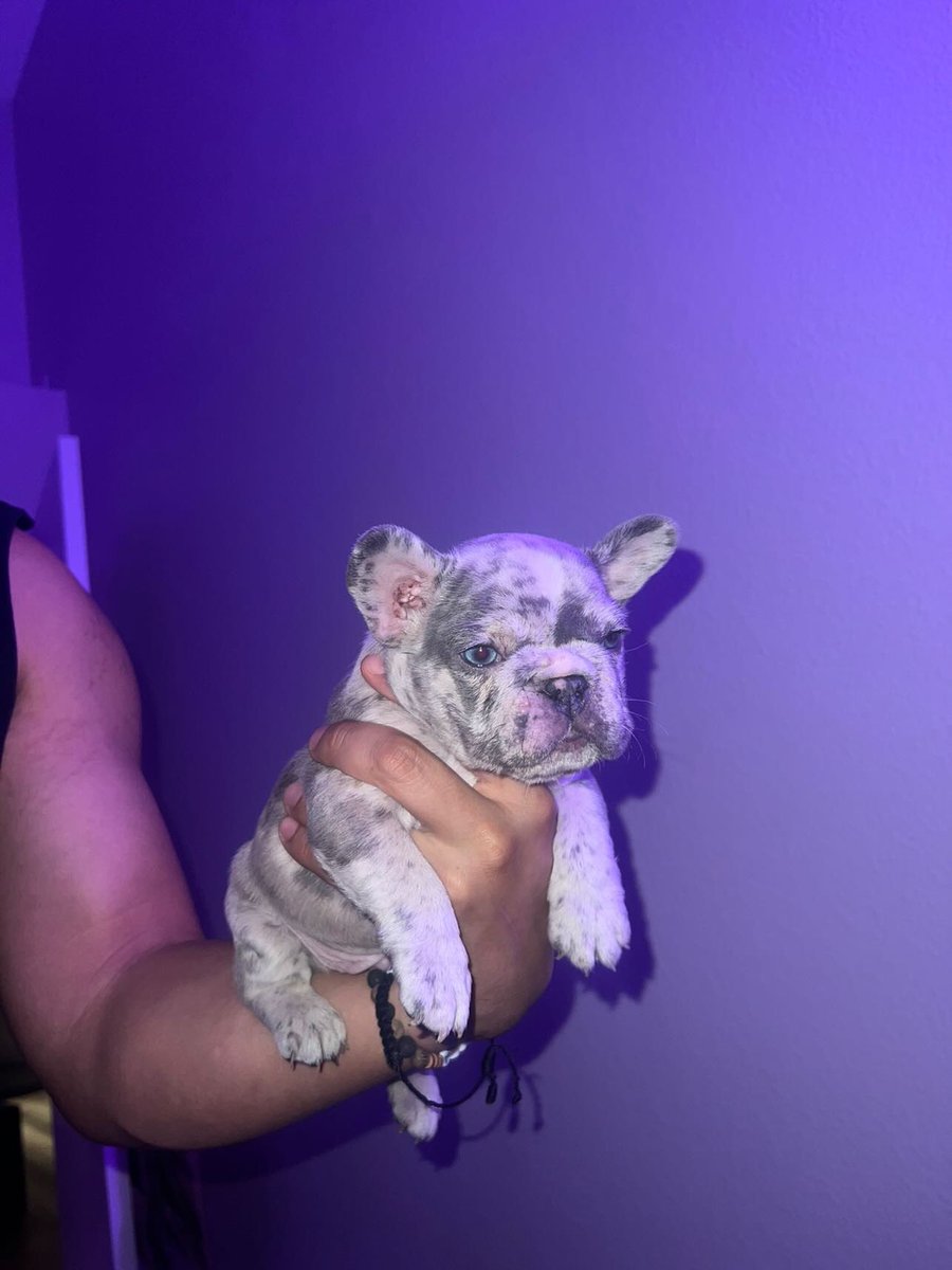 michaelbjr8's tweet photo. MICRO MERLE MALE FRENCHIE AVAILABLE!! LOOKIN AMAZING! GREAT BLOODLINE, PAPERWORK INCLUDED. @mafiabullyzz on IG
RTRT
#microfrenchie #frenchie #frenchielover #frenchbulldog #puppylove #frenchieforsale https://t.co/xYetsmocrA