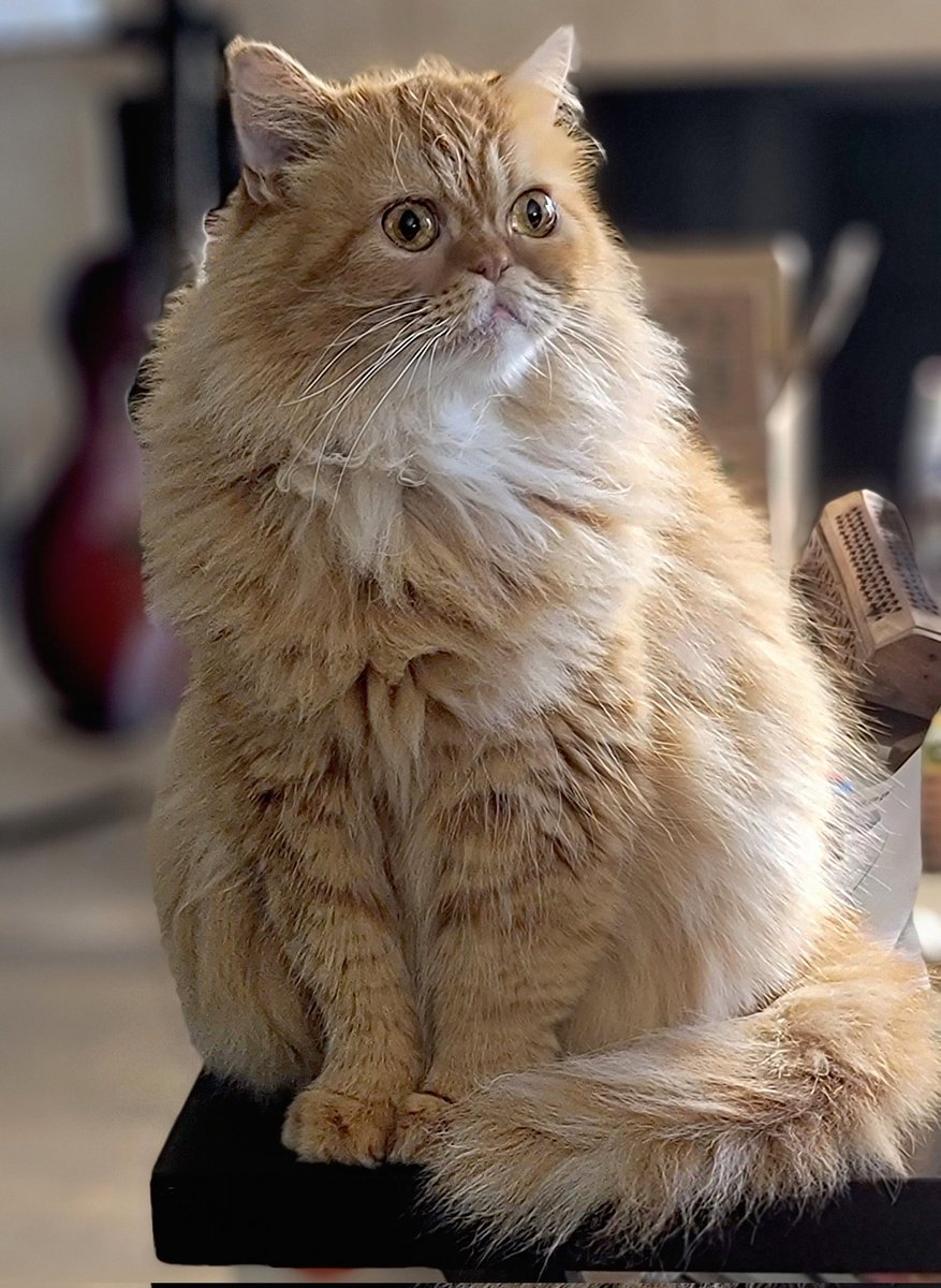 petactorbruno's tweet photo. No way!!! #petActor #BrunoBartholomew #CatLife https://t.co/B7VwRRmNBr