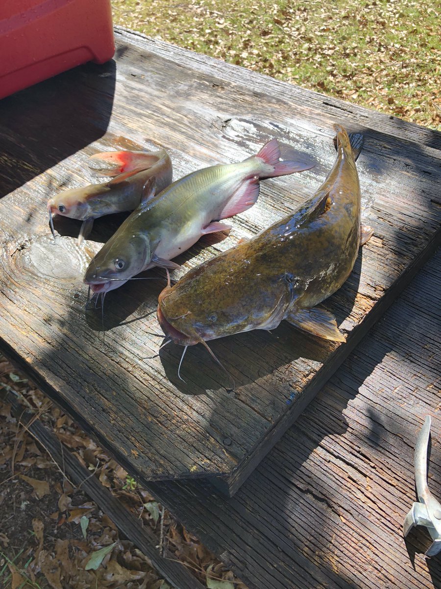 Turning these into fried golden nuggets #fishing #catfish