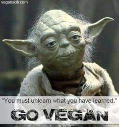 #GoVegan #Evolve #StopAnimalAbuse #Veganism unlearn the social conditioning ! Animals are not for human use and abuse.