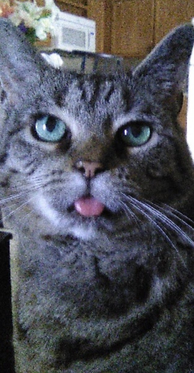 TuxedoCheckers's tweet photo. Crystal is Queen of Tongue Out Tuesday #catsoftwitter #cats #Ifits
#cat #cats #NewProfilePic #christmas #handsome #cute #beautiful #cutecat https://t.co/Zevqdv8Mpy