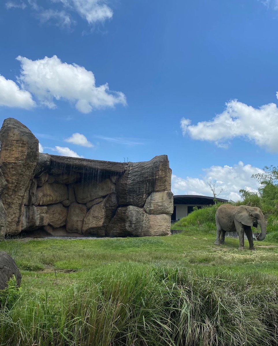 Miaa1Little's tweet photo. At the Zoo with my Sugar Daddy.  (Just kidding) 🤣🤣🤣

https://t.co/4NQAIPdLqH 👈🏽🖤

@oncloud_studio
 
@chaturbate
 
@MyFreeCams
 
@CherryTV
 
@CamGirlWars
 
@stripchat

#camgirlontwitter #webcamcolombia #tuesdaymotivations #zoo #webcamlive https://t.co/iEE4efnJTI