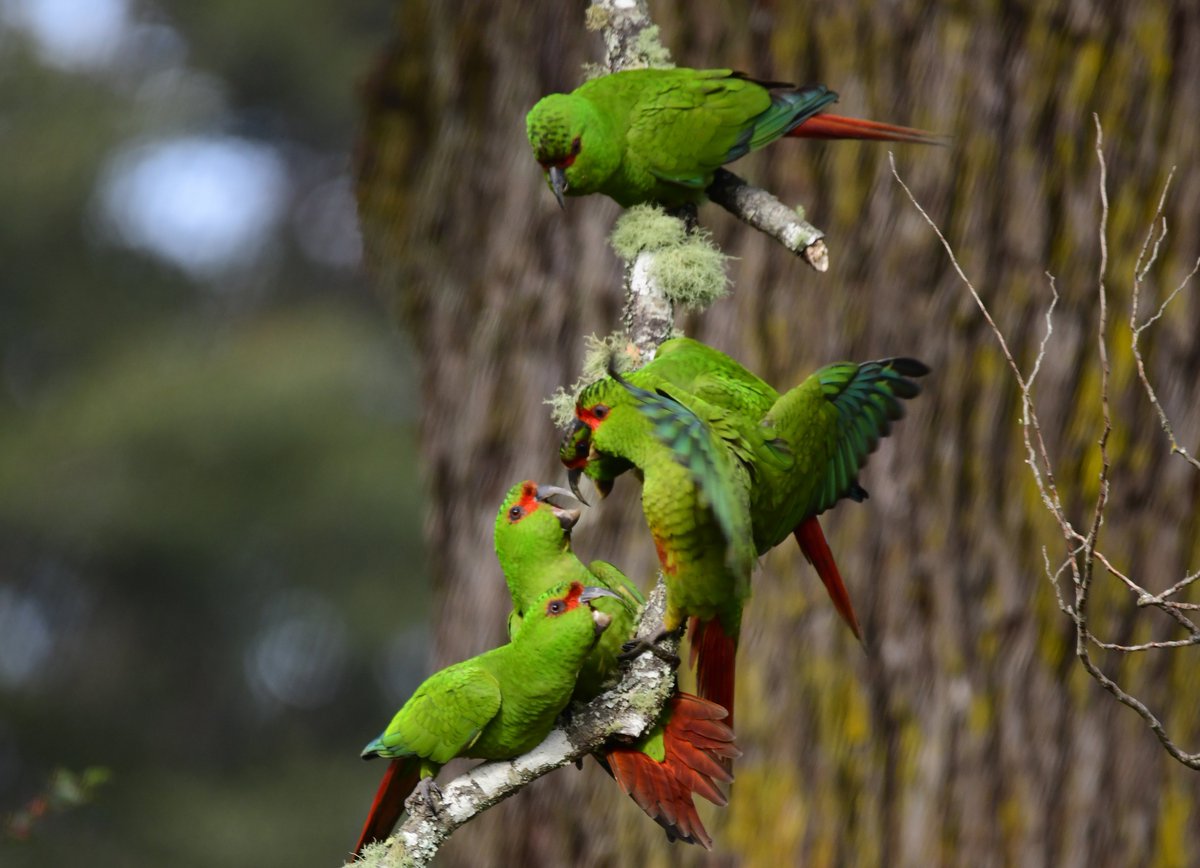 drfishySimon's tweet photo. It is time for the slender billed parakeets to squabble over nest sites in Valdivia, Chile https://t.co/u1KzLBDK1F