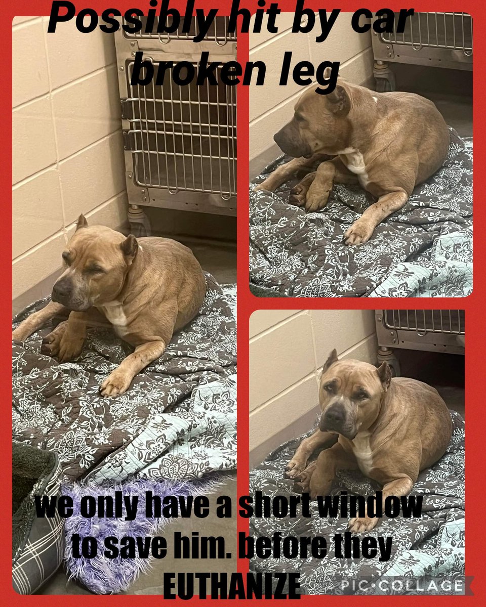 carawil17888192's tweet photo. Came in as a stray broken leg. Possibly hit by car. We have a short window to save him. Before they euthanize!!!!

#A51252718

Pit mix

Available for rescue, adoption or possibly death at any time.

Russell County-Phenix City AL

#adoptdontshop #rescue #rescuemyfavoritebreed https://t.co/pUcBZNjvfJ