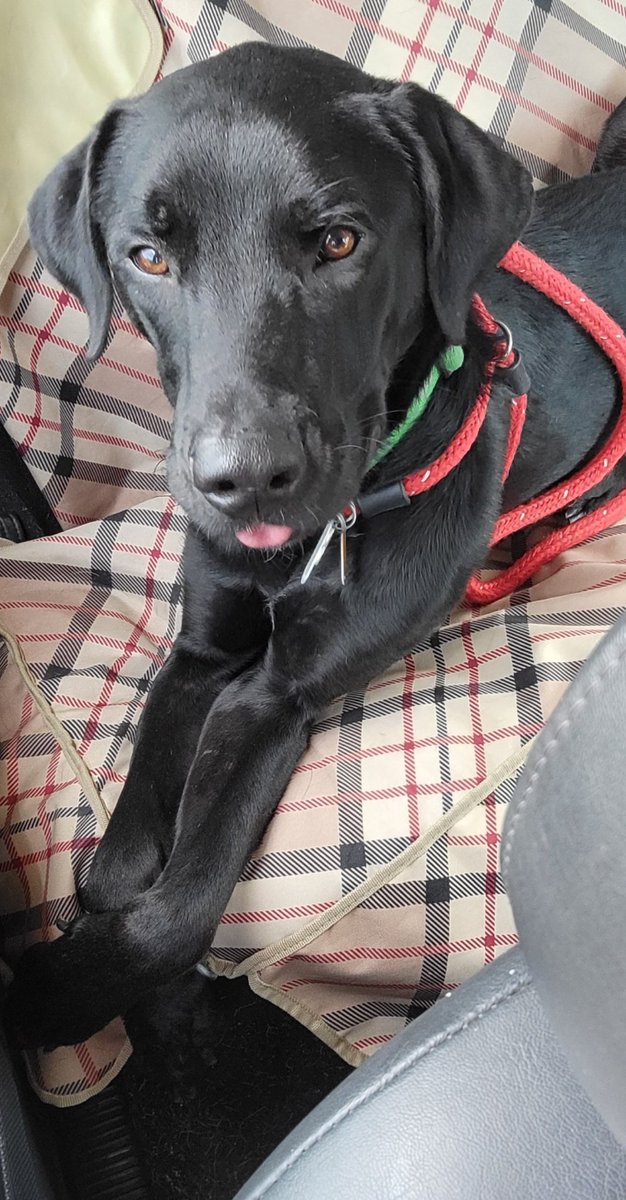 HumaneAlamance's tweet image. Preston is quite the expert at #TongueOutTuesday! This boy is STILL in need of a foster home/adopter. He's 1, neutered, UTD on vaccines &amp;amp; the sweetest, active boy! Email us at hsacinfo@gmail.com for more info! #adoptabledog #blacklab #dobie #rescue #humanealamance #burlingtonnc