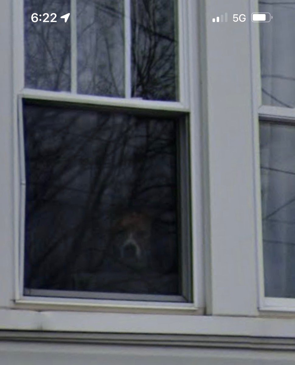 Bethy1414's tweet photo. I realized Google Maps updated my neighborhood this year and when I went to check my apartment, I realized they caught my dog straight up mean muggin the camera car https://t.co/NLUNQcqOcc