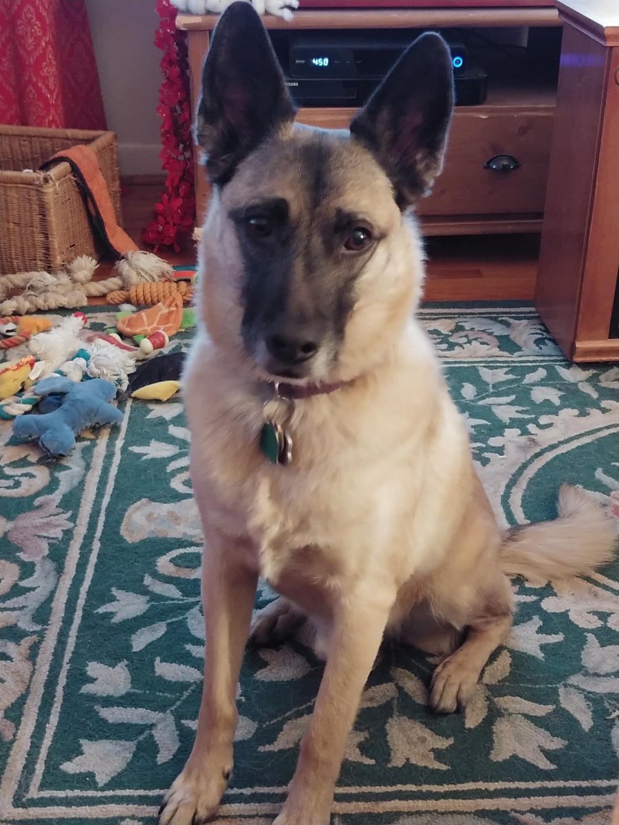 phillypaws's tweet photo. 🗣 Please help us keep Jack out of the shelter!

This sweet senior is losing his home &amp; urgently needs a foster to take him in.

His world was turned upside down when his human passed away, followed by his doggy sister soon after. We want to protect him from any more stress 💔 https://t.co/JY9PYBQwva
