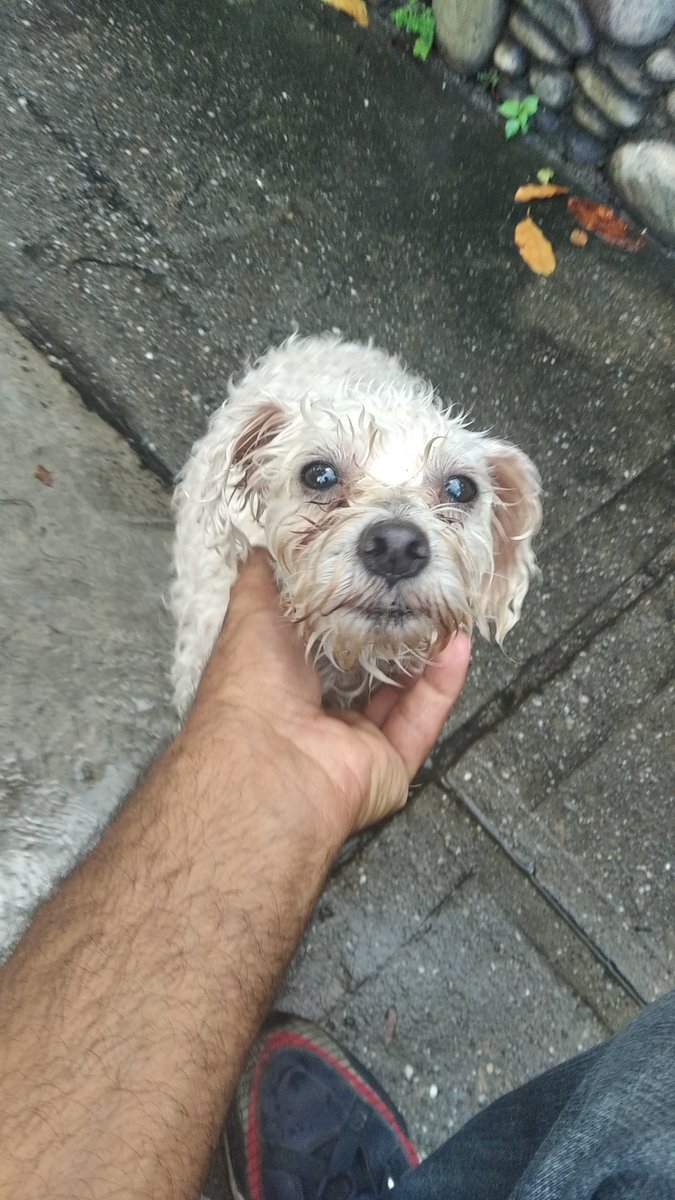 PerroUsuario's tweet image. #EXTRAVIADA RT @neo999: Acabo de encontrar perrita poodle por #SanBernardino cerca de la maternidad Santa Ana, toda mojada por la lluvia. Rt para encontrar a sus dueños o alguien para adopción temporal  04128069183