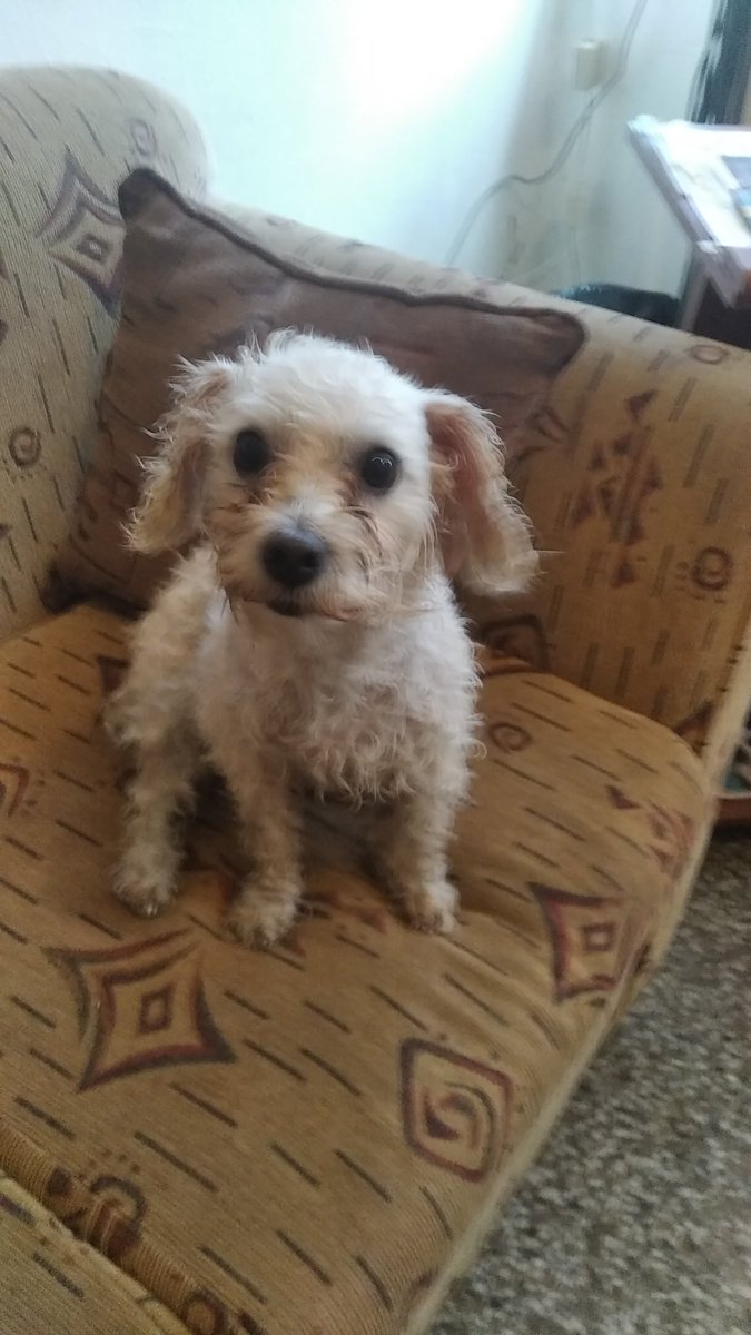 PerroUsuario's tweet image. #EXTRAVIADA RT @neo999: Acabo de encontrar perrita poodle por #SanBernardino cerca de la maternidad Santa Ana, toda mojada por la lluvia. Rt para encontrar a sus dueños o alguien para adopción temporal  04128069183