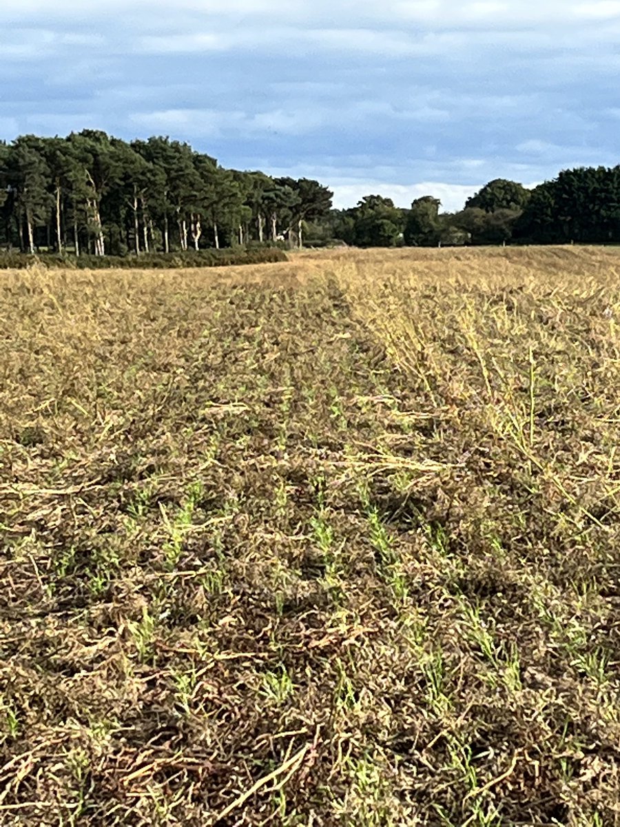 Peddarfarming's tweet photo. Rye coming nicely through the heavy residue #soilarmour https://t.co/jKkhgI2Ejp