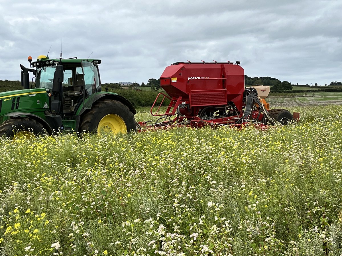 Peddarfarming's tweet photo. Rye coming nicely through the heavy residue #soilarmour https://t.co/jKkhgI2Ejp