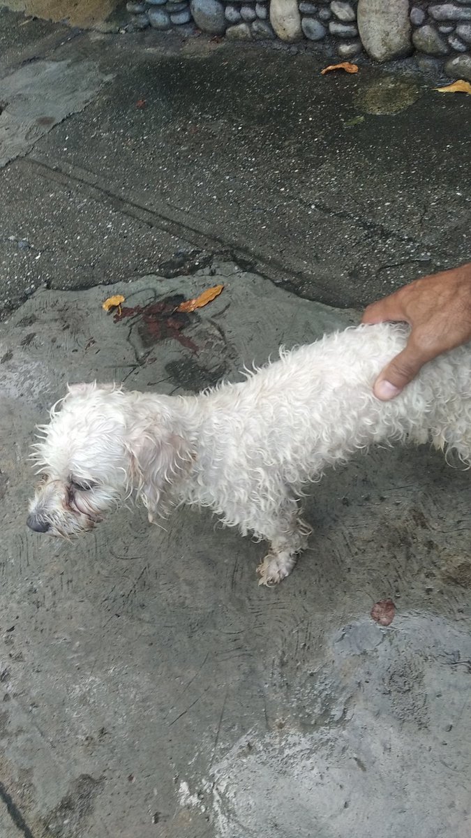 PerroUsuario's tweet image. #EXTRAVIADA RT @neo999: Acabo de encontrar perrita poodle por #SanBernardino cerca de la maternidad Santa Ana, toda mojada por la lluvia. Rt para encontrar a sus dueños o alguien para adopción temporal  04128069183