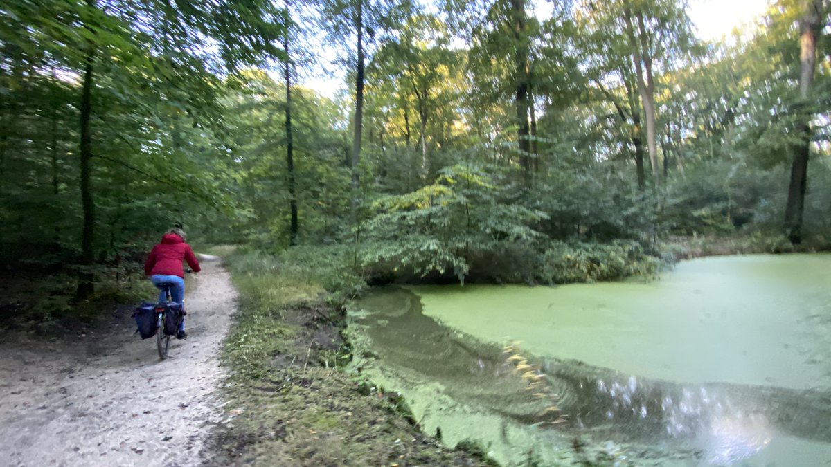 mveldhuis76's tweet photo. Fietsen door prachtige veluwse landschappen 😊🙏

#veluwezoom #warnsborn #fietsen #Lichtenbeek https://t.co/Mra5HQQYf2