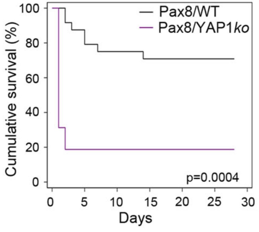 Evolution selected kidney hypertrophy by tubular cell polyploidy as a fast and efficient mechanism to reduce the risk of death after AKI. Knocking out YAP1 in tubular cells blocks polyploidy and kidney hypertrophy= death for AKI nature.com/articles/s4146…