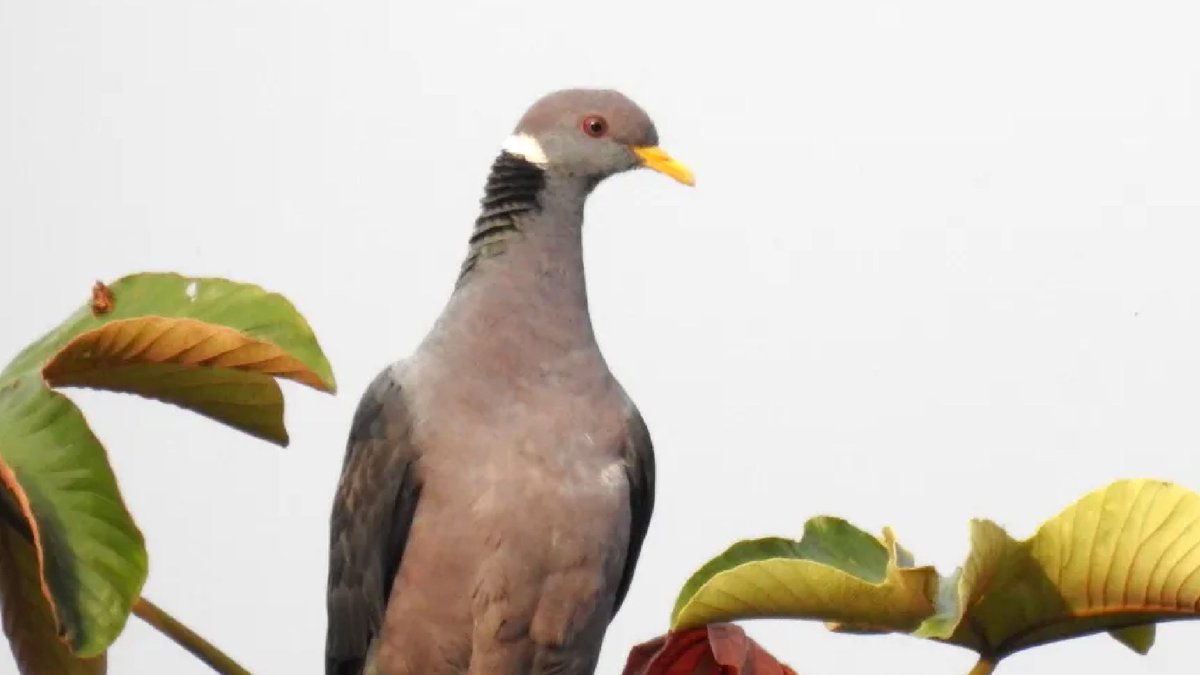 ¿Sabías qué las aves dispersan las semillas de los frutos que consumen y así contribuyen a los procesos de restauración ecológica? #Aves #Ecosistema #Conservación