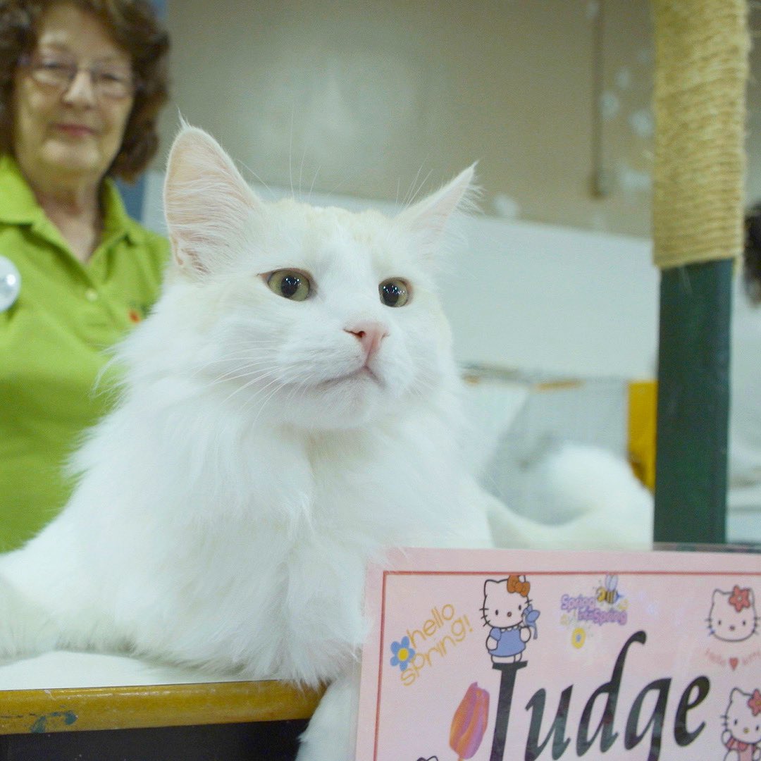 FYI you can still buy tickets for some Catwalk 2 screenings 😻 Catwalk 2 will be playing at Portland Film Festival on Monday, October 17 and The Forest City Film Festival in London, ON on Tuesday, October 18 🙌🏻😺