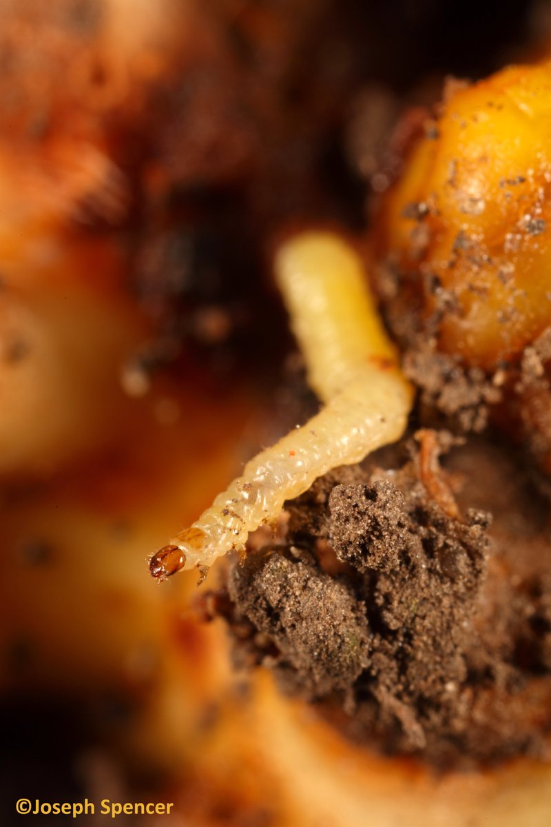 talkingrootworm's tweet photo. “Really?!” Did you know that #Diabrotica larvae (e.g. western, northern, southern #corn #rootworms) don’t have eyes (called stemmata when present in the larvae of insects w/ complete lifecycles)? The condition is not so unusual when larvae are subterranean. https://t.co/PDM116Itz4