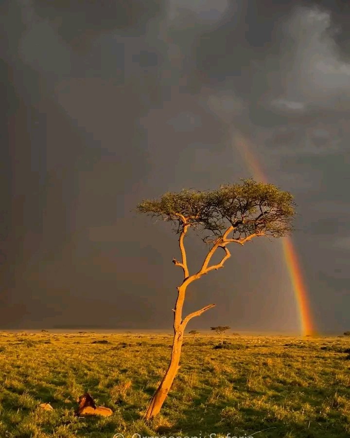 At Masai Mara National Game Reserve -Kenya
#thislandisafrica