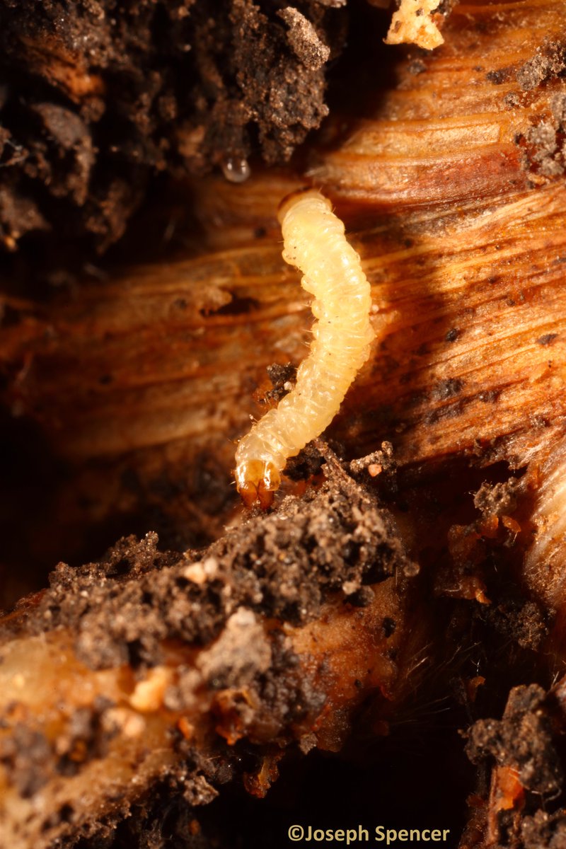 talkingrootworm's tweet photo. “Really?!” Did you know that #Diabrotica larvae (e.g. western, northern, southern #corn #rootworms) don’t have eyes (called stemmata when present in the larvae of insects w/ complete lifecycles)? The condition is not so unusual when larvae are subterranean. https://t.co/PDM116Itz4
