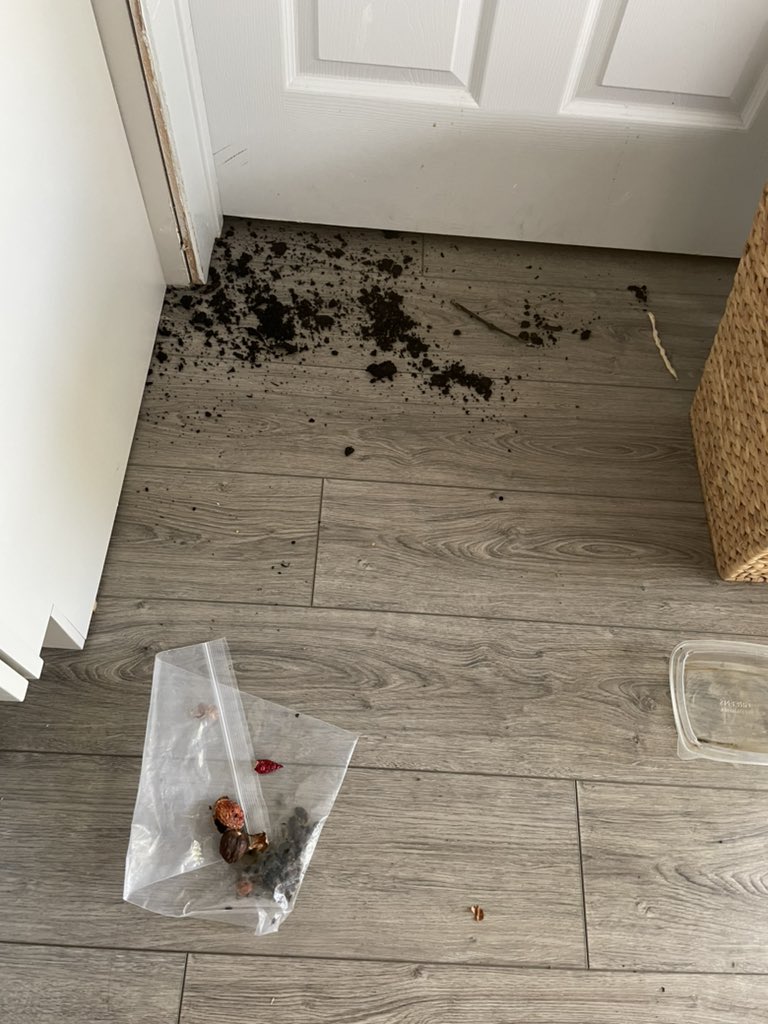 BrownieTurd's tweet photo. The struggle is real!! Today I’m Trying to chart and she has helped herself to these indoor cuttings and seed pods 3 times in a row. I think this last time she may be regretting her choices since she chewed up a 🌶. And no she isn’t hungry. #hardturd #dirtturd #MissCheviousPenny https://t.co/tfJn3q4x0z