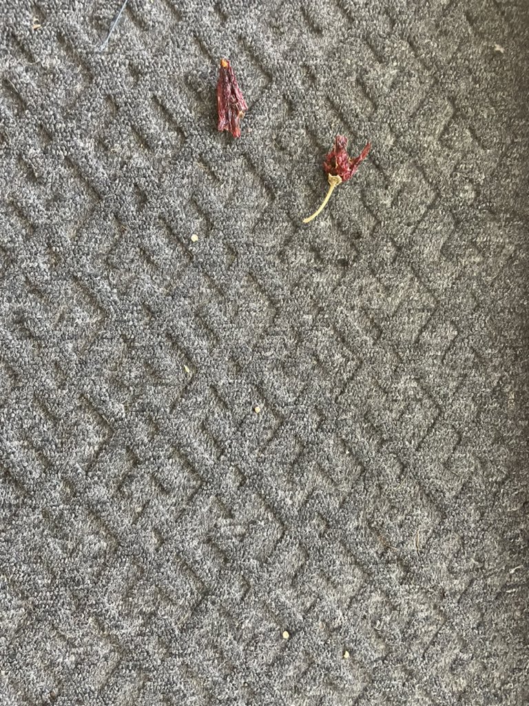 BrownieTurd's tweet photo. The struggle is real!! Today I’m Trying to chart and she has helped herself to these indoor cuttings and seed pods 3 times in a row. I think this last time she may be regretting her choices since she chewed up a 🌶. And no she isn’t hungry. #hardturd #dirtturd #MissCheviousPenny https://t.co/tfJn3q4x0z