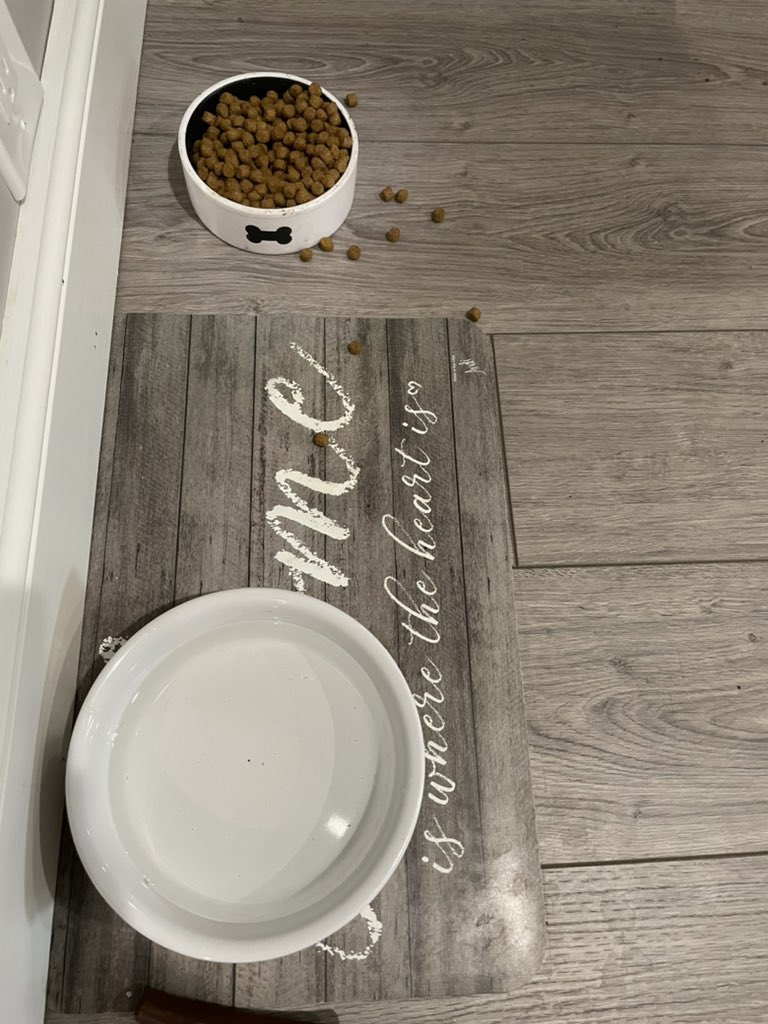 BrownieTurd's tweet photo. The struggle is real!! Today I’m Trying to chart and she has helped herself to these indoor cuttings and seed pods 3 times in a row. I think this last time she may be regretting her choices since she chewed up a 🌶. And no she isn’t hungry. #hardturd #dirtturd #MissCheviousPenny https://t.co/tfJn3q4x0z