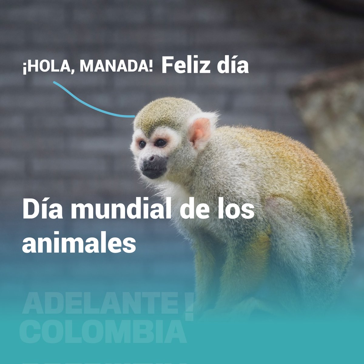 Adelante_Col's tweet photo. Ellos son el equilibro y balance de nuestro mundo, respeta su territorio y respeta la vida de todos los animales    

 🦧🦝🦊🐻🦔🦘🦥🐈🐕

🐒 hola humano y nos has comprendido cuál es tu lugar en la tierra 🌎 

#felizdiadelanimal #biodiversidad #equilibrioambiental #bosques https://t.co/VE76LPvEbF
