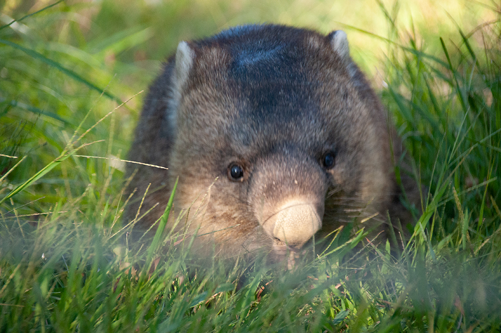wombat_yu's tweet photo. 20221001 まんまる〜なワインくん🥰
#ウォンバット #五月山動物園 #wonbat #satukiyamazoo #waine #ワインくん https://t.co/39Btfd19lx