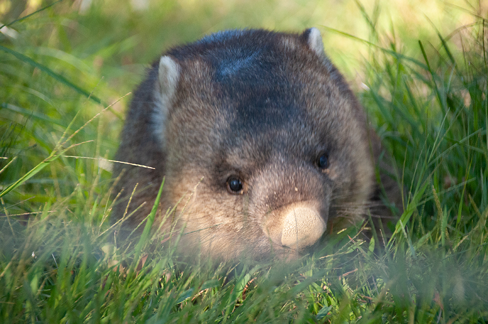 wombat_yu's tweet photo. 20221001 まんまる〜なワインくん🥰
#ウォンバット #五月山動物園 #wonbat #satukiyamazoo #waine #ワインくん https://t.co/39Btfd19lx