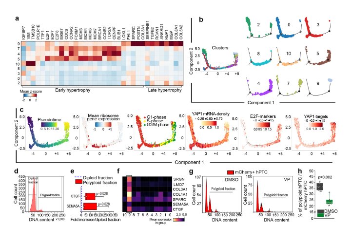 Single Cell-RNAseq on mouse kidneys after AKI and in vitro human cell culture showed that polyploidization of tubular epithelial cells depend on YAP1 activation