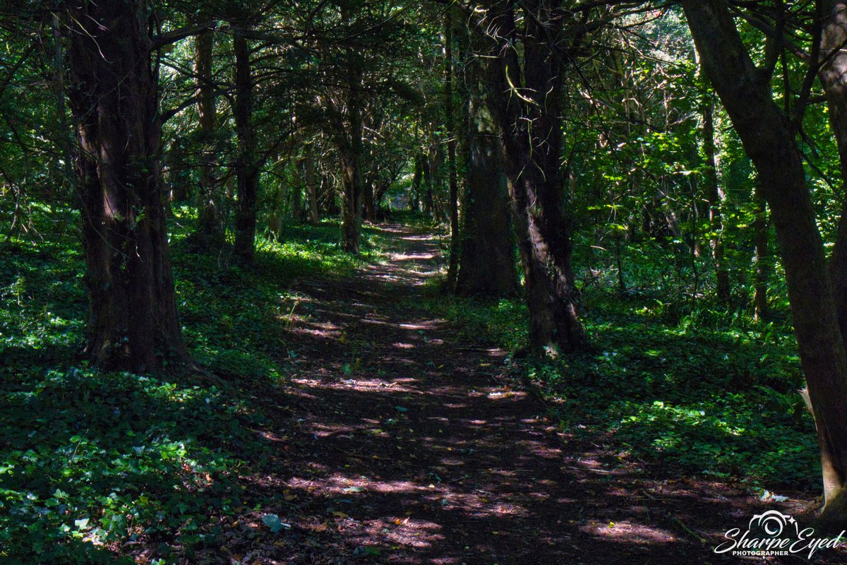 sharpe_eyed_pho's tweet photo. Walk in the woods!!
#countryside #hikingadventures #countrypath #nature #NaturePhotography #trees #backtonature #photography #photooftheday #photo https://t.co/BpNZ9tWGtz