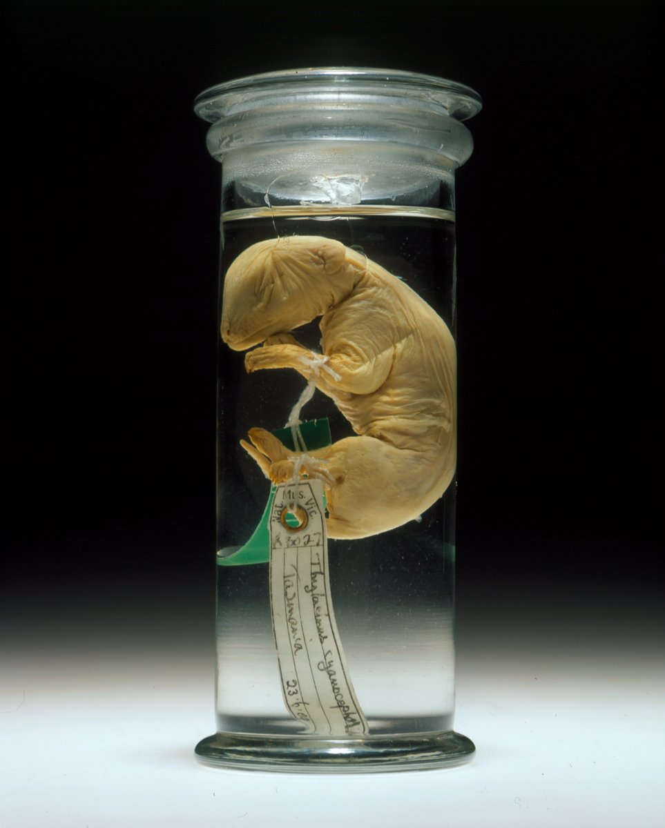alfpaleo's tweet photo. What if we could reverse extinction? Alf museum curator, Dr. Mairin Balisi, will be joining @museumsvictoria’s next #FutureForums discussion series to speak about recent breakthroughs which suggest that reviving extinct animals could soon become a reality. https://t.co/GNwibD7wjx https://t.co/tdCagjPg0D