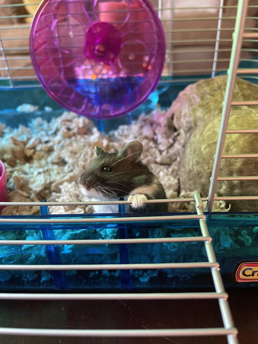 Ms. Ross tweet media