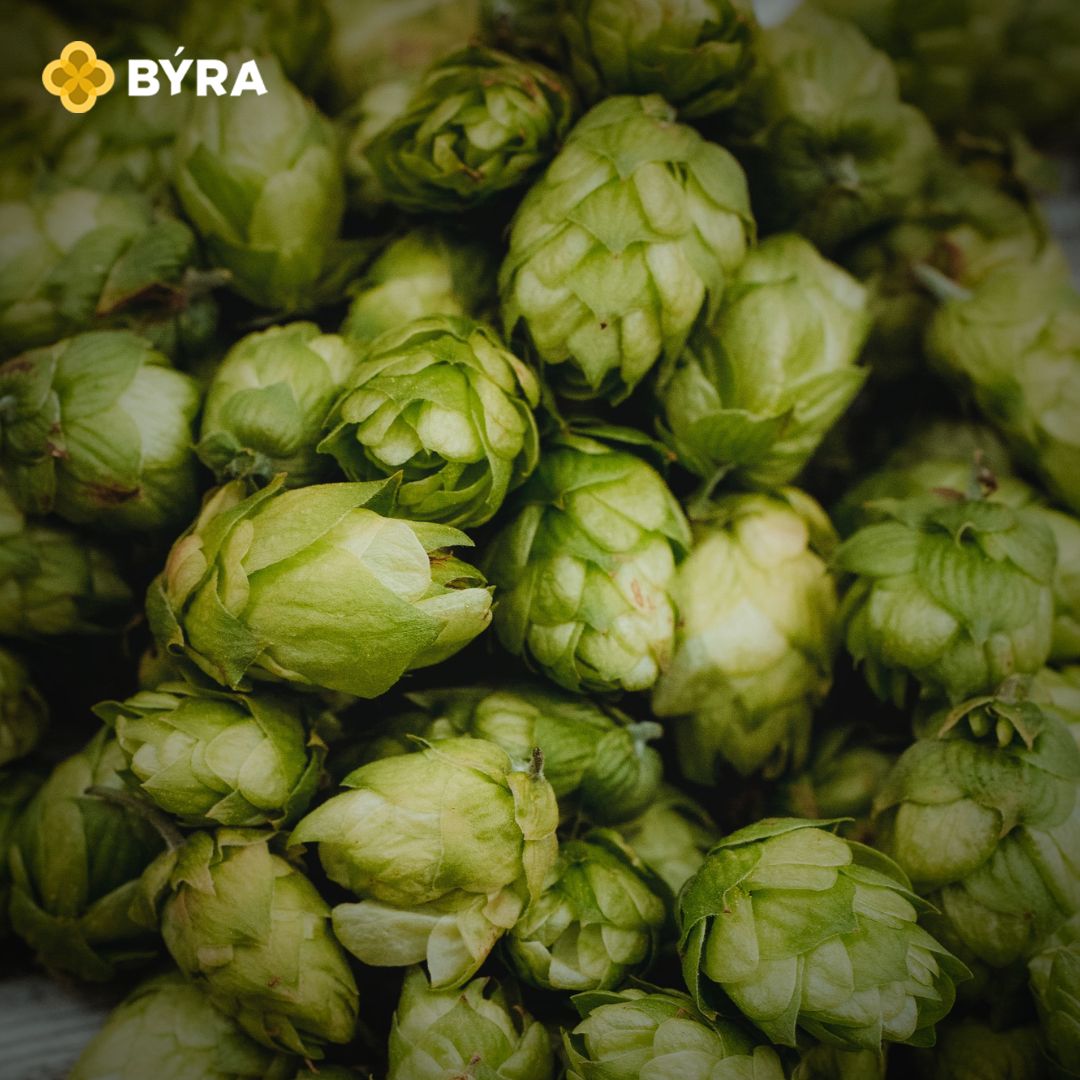 El #Lúpulo, uno de los ingredientes básicos de las recetas cerveceras, 
ese que le da las notas de amargor a la #cervezaartesana .
🍺🖤¿ Cómo de lupuladas os gustan las cervezas?

.
#BÝRA #LaCervezaDeVitoria #CervezaArtesana #LaCervezaDeVitoria #Lúpulo